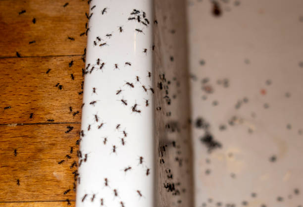 Best Cockroach Control Services  in Oak Ridge, FL