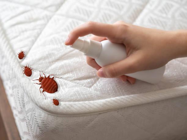 Best Ant Control Services  in Oak Ridge, FL